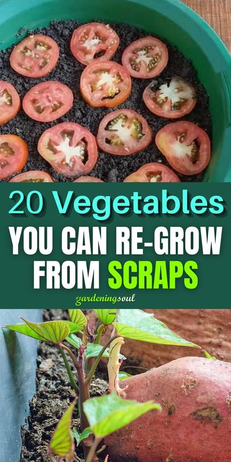 Here are 20 vegetables and herbs you can grow indoors using parts of the produce you would throw away anyways. #regrowfromscraps #vegetablegardening Kitchen Scrap Gardening, Grow From Scraps, Regrow Veggies, Growing Spices, Growing Vegetables Indoors, Regrow Vegetables, Growing Vegetables In Pots, Indoor Vegetables, Kitchen Scraps