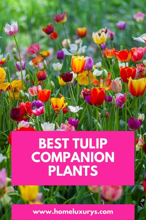 What to plant with tulips bulbs in Garden in Summer: Combining Tulips with Annuals and Perennials Here are the best companion plants to consider, from daffodils to alliums What To Plant With Tulips, When To Plant Tulips, Perennials Flowers, Daffodils Planting, Best Companion Plants, Planting Tulips, Best Perennials, Companion Plants, Tulip Bulbs