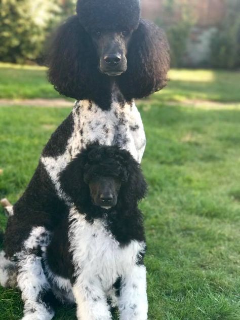 Black And White Poodle, White Standard Poodle, Black Vs White, Poodle Doodles, Parti Poodle, Poodle Dogs, Poodle Cuts, Black Poodle, White Poodle