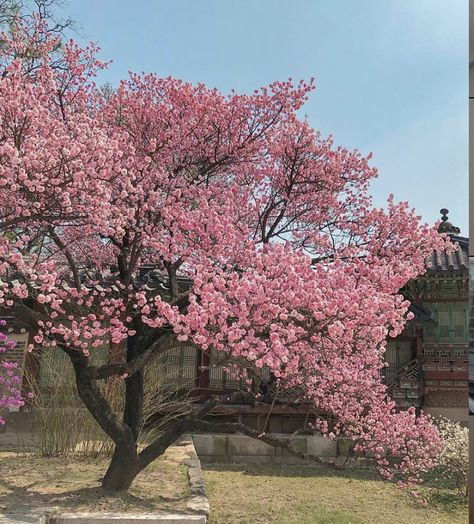 Cherry Blossoms Aesthetic, Blossoms Aesthetic, Spring Scenery, Fruit Icons, Japan Sakura, Flower Vase Arrangements, Sakura Tree, Nothing But Flowers, Japan Aesthetic