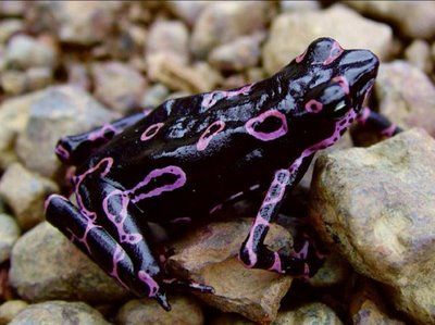 Ateloupus frog (Variable Harlequin Toad) Poison Frog, Dart Frogs, Creature Fantasy, Poison Dart, Animal Funny, Dart Frog, Rare Animals, Frog And Toad, Tree Frogs