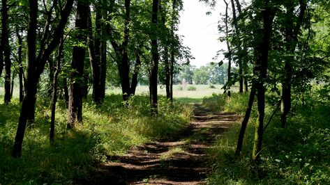 Overland Park Arboretum, Overland Park Kansas, Butterfly Habitat, Cedar Forest, Play Areas, Overland Park, Trail Maps, Plant Species, Walking In Nature