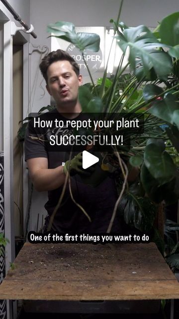 Tanner Mitchell on Instagram: "Heres how I repot the Monstera Delicioso #plantsofinstagram #plantlover" How To Care For A Monstera Plant, Repot Monstera Plant, Monstera Repotting, Repotting Monstera, Monstera Plant Care, Plant Information, Monstera Plant, August 17, Monstera Leaf