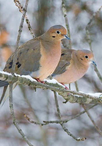 I generally have a male and female that stay close to my house all year feeding on the ground on the seeds that the smaller birds have dropped. I've had up to a dozen in a flock sporadically come for feedings though. Two Birds, Backyard Birds, Pretty Birds, Colorful Birds, Back To Nature, Small Birds, Birdhouse, Bird Watching, Bird Feathers