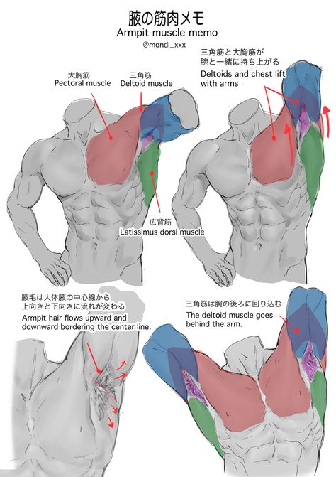 Musculature Anatomy, Character Design Ideas, Oc Character Design, Oc Character, Anatomy Tutorial, Human Anatomy Drawing, Human Anatomy Art, Anatomy Sketches, Anatomy Poses