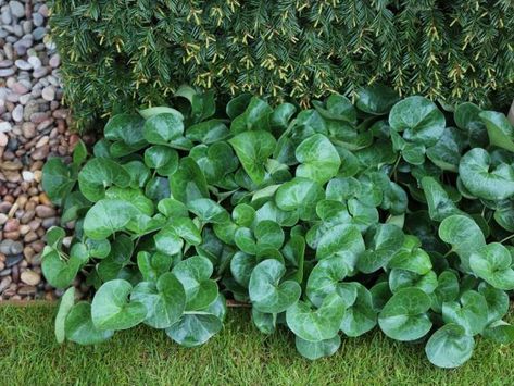 Replace Your Lawn With These Groundcovers | HGTV Fall Gardens, Growing Crops, Delosperma Cooperi, Evergreen Groundcover, Winter Blooms, Edging Plants, Summer Bulbs, Ginger Plant, Hgtv Garden