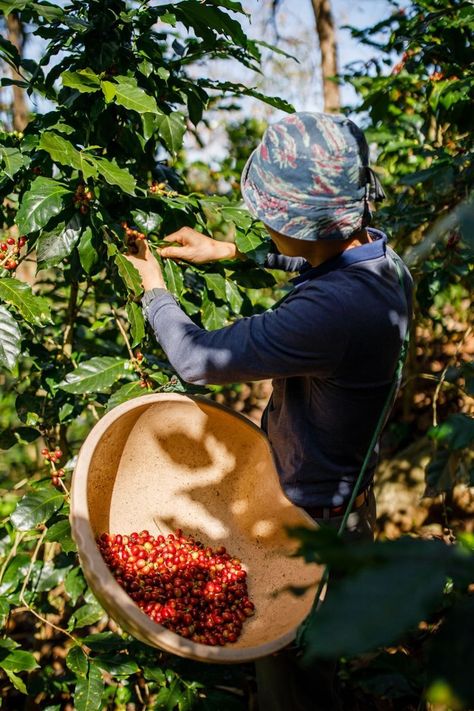 All of the coffee lovers know that a trip to Da Lat is a must when you're in Vietnam. Just book yourself a tour to a specialty coffee farm and after a taste, we can't guarantee that you will feel the same about the coffee at home. *reposted post, credit goes to the rightful owner* El Salvador Coffee, Thai Coffee, Coffee Plants, Coffee Process, Mural Cafe, Decent Wallpapers, Brazilian Coffee, Coffee History, Coffee Roastery