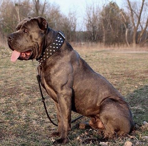 Bandog Dogs, Press Canario, Pitbull Dog Breed, Kangal Dog, Mastiff Breeds, Bully Breeds Dogs, Big Dog Breeds, Cane Corso Dog, Corso Dog