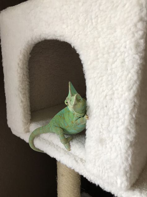 Chameleon Facts, Chameleon Enclosure, Pet Chameleon, Cute Animal Character, Lizard Art, Veiled Chameleon, Cute Lizard, Reptile Room, Cute Reptiles