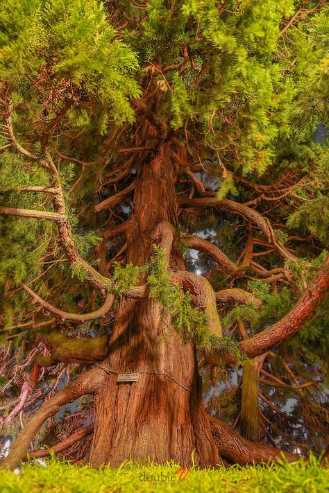 Coastal Redwood Tree, Giant Sequoia in Victoria B.C. Canada (Sequoiadendron giganteum) Sequoiadendron Giganteum, Giant Sequoia, Coastal Redwood, Weird Trees, Giant Tree, Redwood Tree, Old Trees, Ancient Tree, Unique Trees