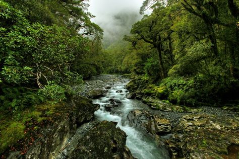 Temperate rain forests of New Zealand, from reddit's /u/eatakat Tsitsikamma National Park, Rainforest Biome, Jungle Images, Taroko National Park, Daintree Rainforest, Temperate Rainforest, Some Beautiful Pictures, Evergreen Forest, Open Ocean