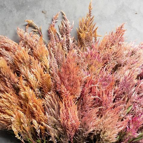 Erin Benzakein - Floret on Instagram: "While @erc.bdz was busy refining Celosia ‘Spun Sugar’, I was working on this beauty which we named Celosia ‘Rose Gold’. The color palette is otherworldly and includes rose gold, blush, and champagne plumes that look as if they have been dusted with iridescent glitter. The stocky, heavily branching plants have dark ruby-red stems with cranberry-veined leaves that perfectly offset the antique-looking metallic flower heads. They look very similar to astilbe in an arrangement but flower all summer/fall and can take the heat (unlike astilbe). It pairs very well with Zinnia ‘Alpenglow’, ‘Precious Metals’, ‘Victorian Wedding’, and Dahlia ‘Petite Florets’. #floretseed" Red Celosia Flower, Erin Benzakein, Celosia Flower, Spun Sugar, Garden Plan, Victorian Wedding, Wedding Florals, Barn Doors, Garden Planning