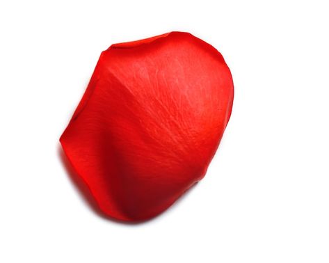 Rose Leaf, Rose Plant, Red Rose Petals, Beautiful Red Roses, Single Rose, Photo Beautiful, Rose Petals, Red Rose, Premium Photo