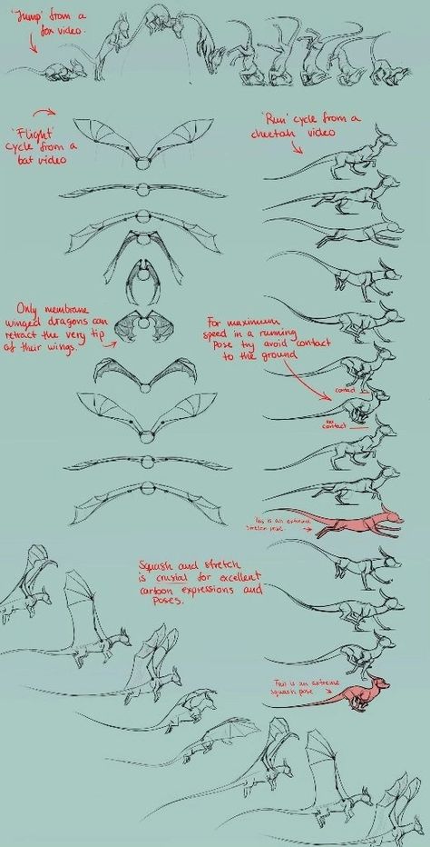 Folded Dragon Wings Reference, Dragon Drawing Reference, Dragon Reference, Drawing Dragons, Dragon Poses, Dragon Anatomy, Dragon Stuff, Animal Movement, Wings Of Fire Dragons