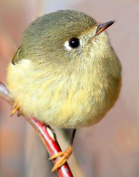 Round Bird Fat Bird, Regnul Animal, Bird Sitting, Kinds Of Birds, 수채화 그림, Nature Birds, Exotic Birds, Pretty Birds, Bird Photo