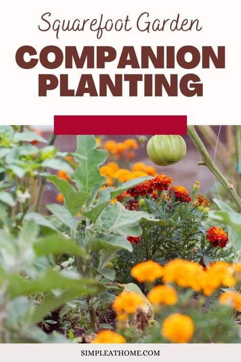 A Companion Planting Guide For Your Square Foot Garden • Simple At Home Companion Planting Layout, Square Foot Gardening Plans, Cold Weather Plants, Square Foot Gardening Layout, Companion Planting Guide, Square Foot Garden, Garden Simple, Companion Gardening, Website Planning