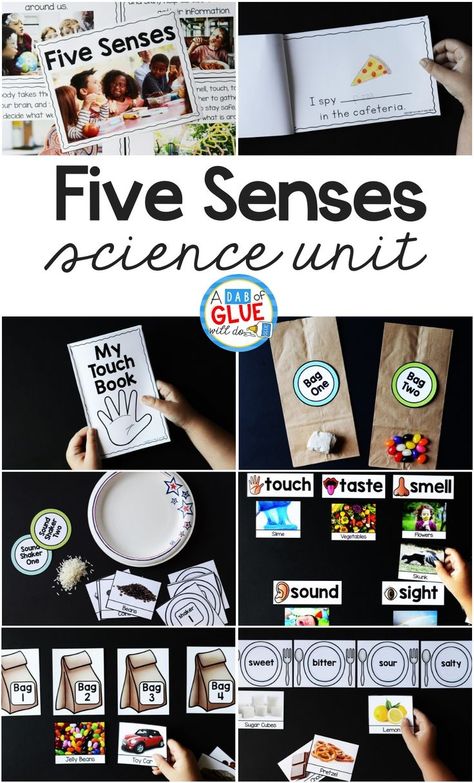 5 Senses Unit Study, Five Senses Seeing Activities, Five Senses Preschool Sensory Table, Senses Lesson Plan Preschool, 5 Senses Activities For Elementary, Five Senses Hands On Activities, 5 Senses Lesson Plans For Kindergarten, Kindergarten Science Unit Studies, The Five Senses Kindergarten