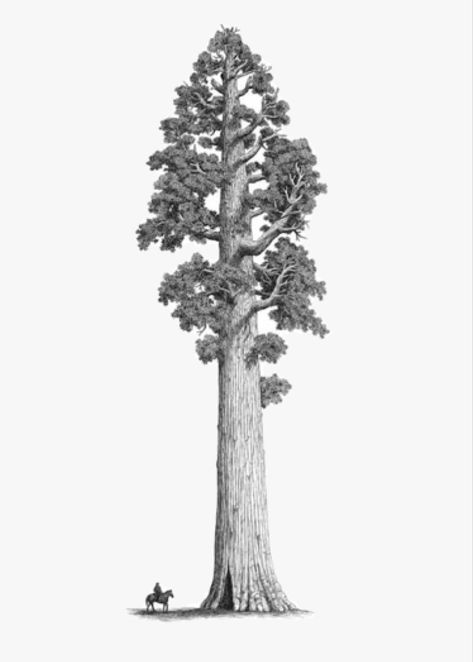 Giant Sequoia Tree Drawing, Giant Sequoia Tree Tattoo, Sequoia Tree Drawing, Red Wood Tree Tattoo, Redwood Tree Drawing, Big Tree Tattoo, Sequoia Tattoo, Sequoia Tree Tattoo, Redwood Tree Tattoo