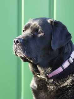 Different types of Labrador -we compare English and American Labs #Labradors British Labrador Retriever, Black English Lab, Puppy Labrador, English Labrador, Labrador Noir, Athletic Dogs, Black Labs Dogs, Black Labrador Retriever, Lab Dogs