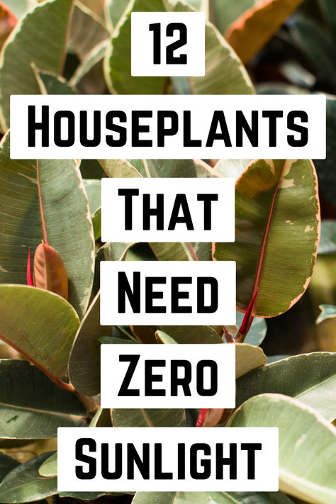 "Discover the ultimate guide to 12 Houseplants That Need (Almost) Zero 
Sunlight! Perfect for beginners and busy plant lovers, these indoor low 
light plants thrive in minimal lighting conditions. Explore our curated 
list of low light house plants, including resilient household 
plants that require little care. From stunning hanging plants to 
versatile indoor plants, Ideal for apartments and offices, these plants are 
perfect for anyone seeking easy plant care solutions. !" Low To No Light Indoor Plants, Plant Hanger Indoor, Low Light Apartment Hacks, Plants That Need No Light, Indoor Plants No Light, Small Low Light Plants Indoor, Zzz Plant Care, Indoor Plants No Sunlight, Indoor Palm Plants Living Rooms