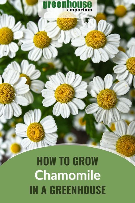 Chamomile flowers with the text: How To Grow Chamomile In A Greenhouse Growing Chamomile, Grow Chamomile, Plants That Like Shade, Garden Diy Hacks, Chamomile Growing, Shade Loving Flowers, Garden Planters Diy, Carrot Gardening, Tips For Growing Tomatoes