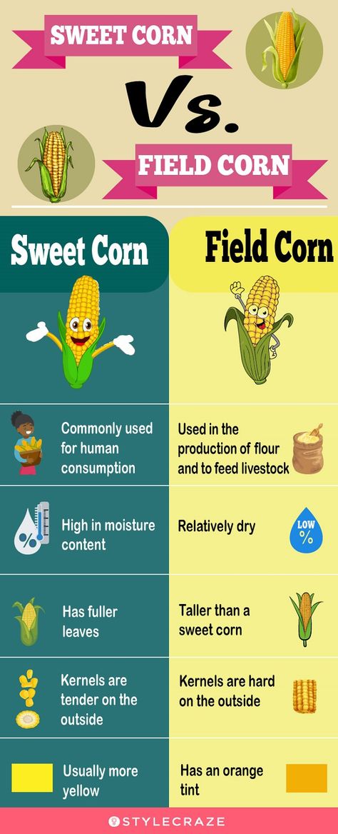 Corn Health Benefits, Field Corn, Corn Nut, Lower Blood Sugar, Sweet Corn, Immune Boosting, Health Benefits, Nutrition Facts, Corn