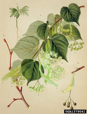 Tilia Cordata, Linden Leaf, University Of Nebraska Lincoln, Nebraska Lincoln, Pictures Of Insects, Botanical Collection, Botanical Painting, Scientific Illustration, Botanical Drawings