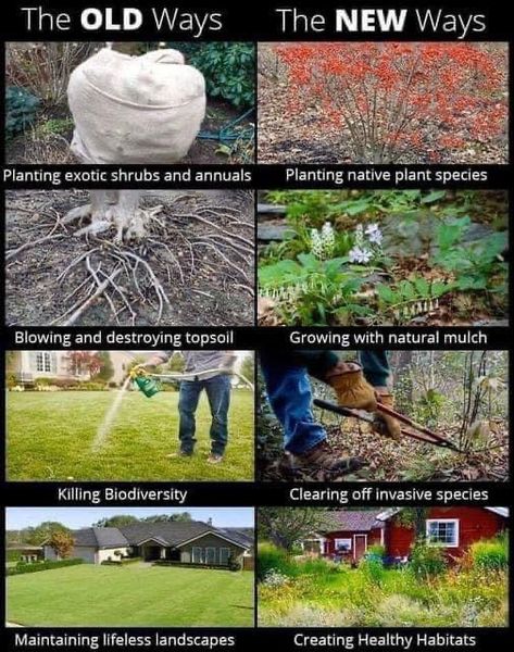 Lawn Alternatives, Wildlife Gardening, New Year's Resolutions, Backyard Farming, Sustainable Farming, Invasive Species, Top Soil, Plant Species, Permaculture