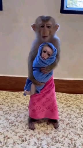 Monkey Funny Videos, Cute Monkey Pictures, Filmy Vintage, Funny Monkey, Monkey Pictures, Cute Funny Pics, Pet Monkey, A Monkey, Monkeys Funny