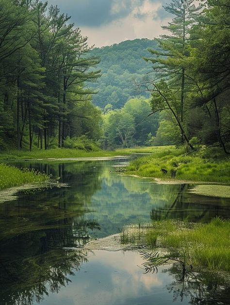 Monongahela National Forest, National Forest, West Virginia, Virginia, Favorite Places, Hiking, Forest