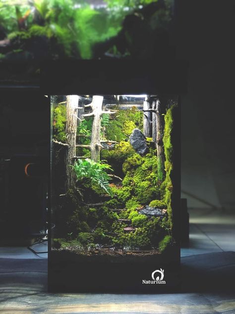 Terrarium Waterfall, Dart Frog Terrarium, Terrarium Scene, Water Terrarium, Frog Terrarium, Gardening Design Diy, Miniature Zen Garden, Bottle Terrarium, Fish Tank Terrarium