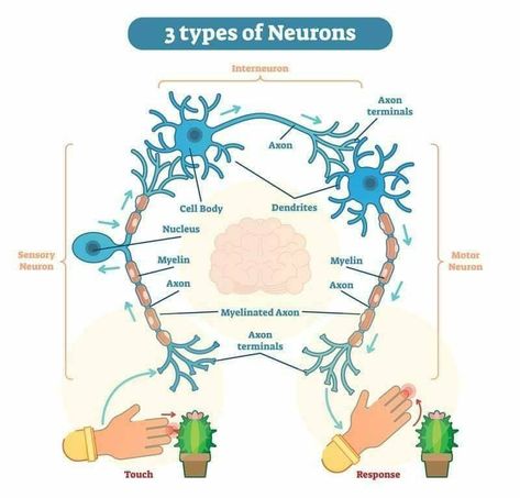 Neuron Diagram, Types Of Neurons, Nervous System Anatomy, Mcat Study, Motor Neuron, Brain Anatomy, Endocannabinoid System, Biology Lessons, Medical School Studying