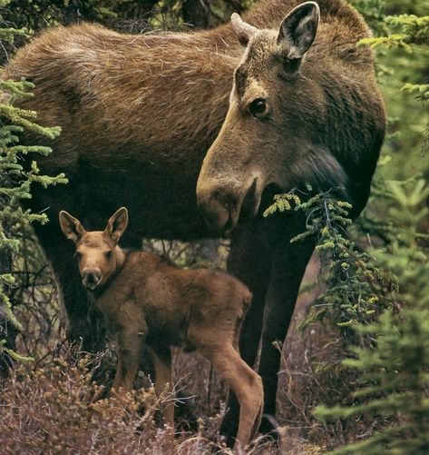 Moose Family, Idea Board, Moose, Paintings, Animals