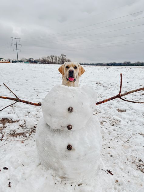 Snow Pictures With Dogs, Dog Christmas Photoshoot Ideas, Dog Christmas Photo Ideas, Winter Dog Photoshoot, Christmas Dog Ideas, Christmas Photo With Dog, Funny Snow Pictures, Family Christmas Photos With Dogs, Dogs Social Media