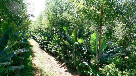 Syntropic Garden, Syntropic Agriculture, Syntropic Farming, Biodynamic Farming, Fruit Forest, Garden Farming, Food Forests, Food Growing, Food Forest Garden