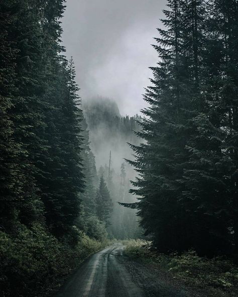 Landscape Pics, Dark Naturalism, Dark Forest Aesthetic, Character Board, Dark Green Aesthetic, Slytherin Aesthetic, Foggy Forest, Dark Paradise, Misty Forest