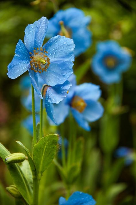 Himalayan Flowers, Blue Poppy Flower, Himalayan Poppy, Himalayan Blue Poppy, Wounded Healer, Semper Fidelis, Blue Poppy, Poppy Flower, Incredible India