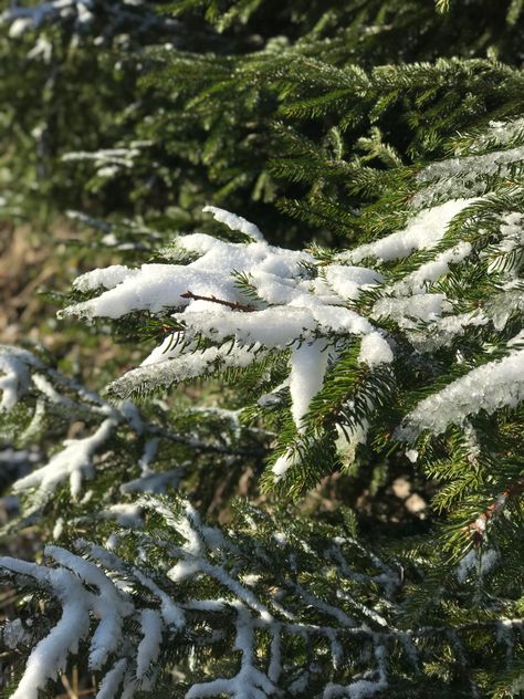 Winter Green Aesthetic, Winter Green, Green Winter Aesthetic, Green Snow Aesthetic, Icy Forest Aesthetic, Snowy Forest Aesthetic, Snowy Woods Aesthetic, Snowy Pine Trees Aesthetic, Snow Forest