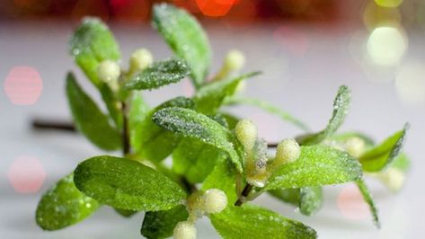 Mistletoe, The Ancient Holiday Healer | Medicine Hunter | As a traditional medicine, use of mistletoe dates back to the Druids, who were an intellectual class of Celts during the Iron Age. Healing In Nature, Mistletoe Kiss, Herb Recipes, Twelfth Night, Herbs For Health, Learn Something New, Traditional Medicine, Current News, Holiday Time