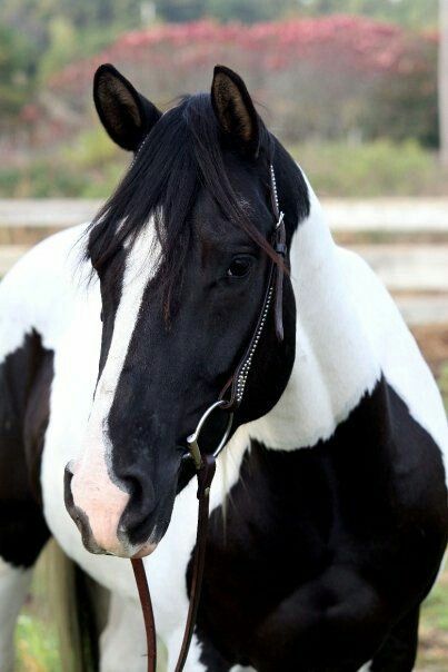 Cheval Pie, American Paint Horse, Pinto Horse, Paint Horse, American Paint, Most Beautiful Horses, Most Beautiful Animals, Majestic Horse, Horses And Dogs