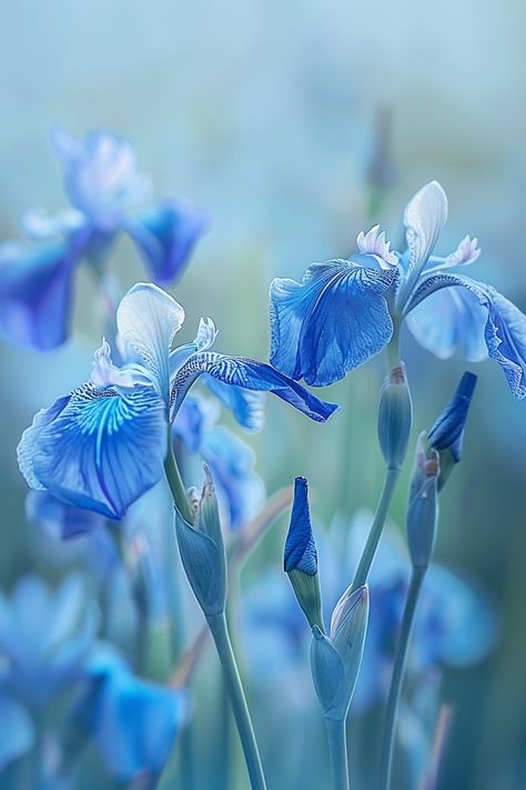 The Wild Blue Iris features delicate blue petals with intricate veining. Often found in wetlands, this iris adds a touch of wild elegance to garden borders and water features.  Light: Full sun to partial shade. Water: Keep soil consistently moist. Soil: Rich, slightly acidic, well-draining soil. Temperature: 55-75°F (13-24°C). Humidity: High, prefers wet conditions. Fertilizer: Apply a slow-release fertilizer in spring.Provides excellent habitat for wildlife.  #Iris #WildFlowers #Garden #Nature Blue Colour Flowers, Blue Iris Flowers, Wildflowers Garden, Iris Versicolor, Blue Iris, Garden Borders, Iris Flowers, Water Features, Floral Watercolor