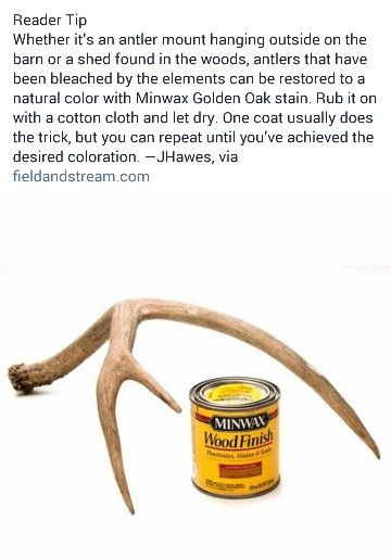 Deer Horn Projects, Deer Pelt Ideas, European Antler Mount, Deer Hoof Ideas, How To Paint Deer Antlers, Antler Shed Decor, Deer Antler Projects, Things To Make With Deer Antlers, Elk Shed Decor Ideas