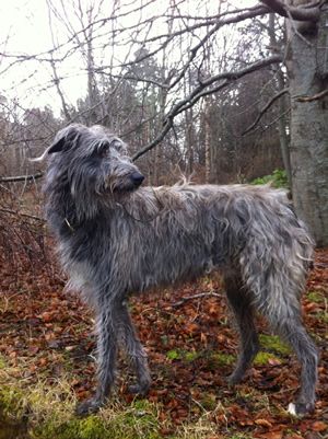 https://www.furrycritter.com/fcn/descriptions/dogs/d/deerhound.html Reference Animals, Wolf Hound, Irish Wolfhound Dogs, Scottish Deerhound, Irish Wolfhounds, Irish Wolfhound, Pretty Dogs, Modern Dog, Baby 2