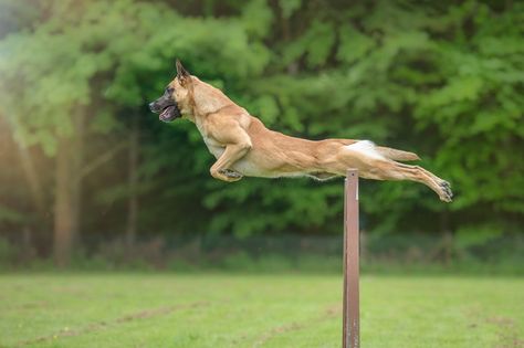 Jump Berger Malinois, Belgium Malinois, Belgian Sheepdog, Belgian Malinois Dog, Wow Photo, Dutch Shepherd, Military Working Dogs, Malinois Dog, Belgian Shepherd