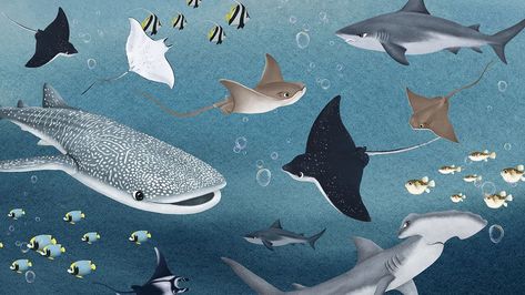 Animals Desktop Wallpaper, Whale Shark Wallpaper, Hd Wallpaper Cute, Shark Background, Shark Wallpaper, Sea Life Wallpaper, Shark Painting, Shark Illustration, Pc Desktop Wallpaper