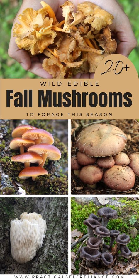 Edible Wild Mushrooms, Wild Mushroom Recipes, Mushroom Guide, Cauliflower Mushroom, Growing Mushrooms At Home, Mushroom Identification, Mushroom Species, Mushroom Varieties, Chicken Of The Woods