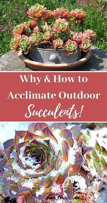 Full Sun Succulents, Outdoor Succulents, Hardy Succulents, Succulent Bonsai, Succulent Gardening, Succulent Care, Succulents Indoor, Scarring, Garden Yard Ideas