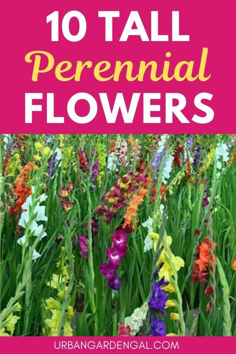 Tall perennials are perfect for the back of garden borders and creating height in your flower garden. Here are 10 spectacular tall perennial flowers to plant in your garden. #perennials #perennialflowers #flowergarden #gardening Tall Border Plants, Tall Perennial Flowers, Tall Perennials, Perennials Low Maintenance, Colorful Landscaping, Perennial Garden Plans, Garden Perennials, Flowers To Plant, Long Blooming Perennials