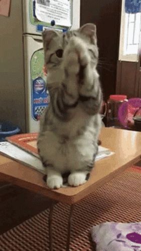 Cat Please Please GIF - Cat Please Please Come On - Discover & Share GIFs Please Gif, Funny Animal Images, Cat Please, Cat Expressions, Cute Bunny Cartoon, Cat Talk, Cute Funny Babies, Kittens And Puppies, Cute Cat Gif