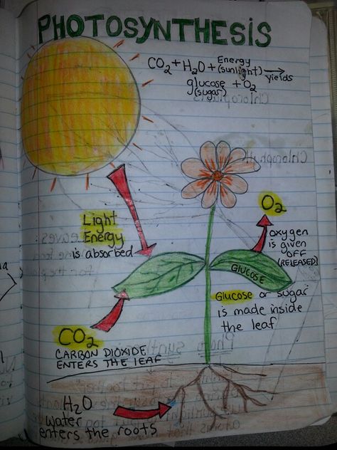 Photosynthesis - Perfect example of a diagram students could do on a SMC shirt from ScienceWear.net. Photosynthesis Projects, Apologia Biology, Science Anchor Charts, Biology Classroom, 8th Grade Science, Interactive Science, Science Notebooks, 4th Grade Science, 6th Grade Science